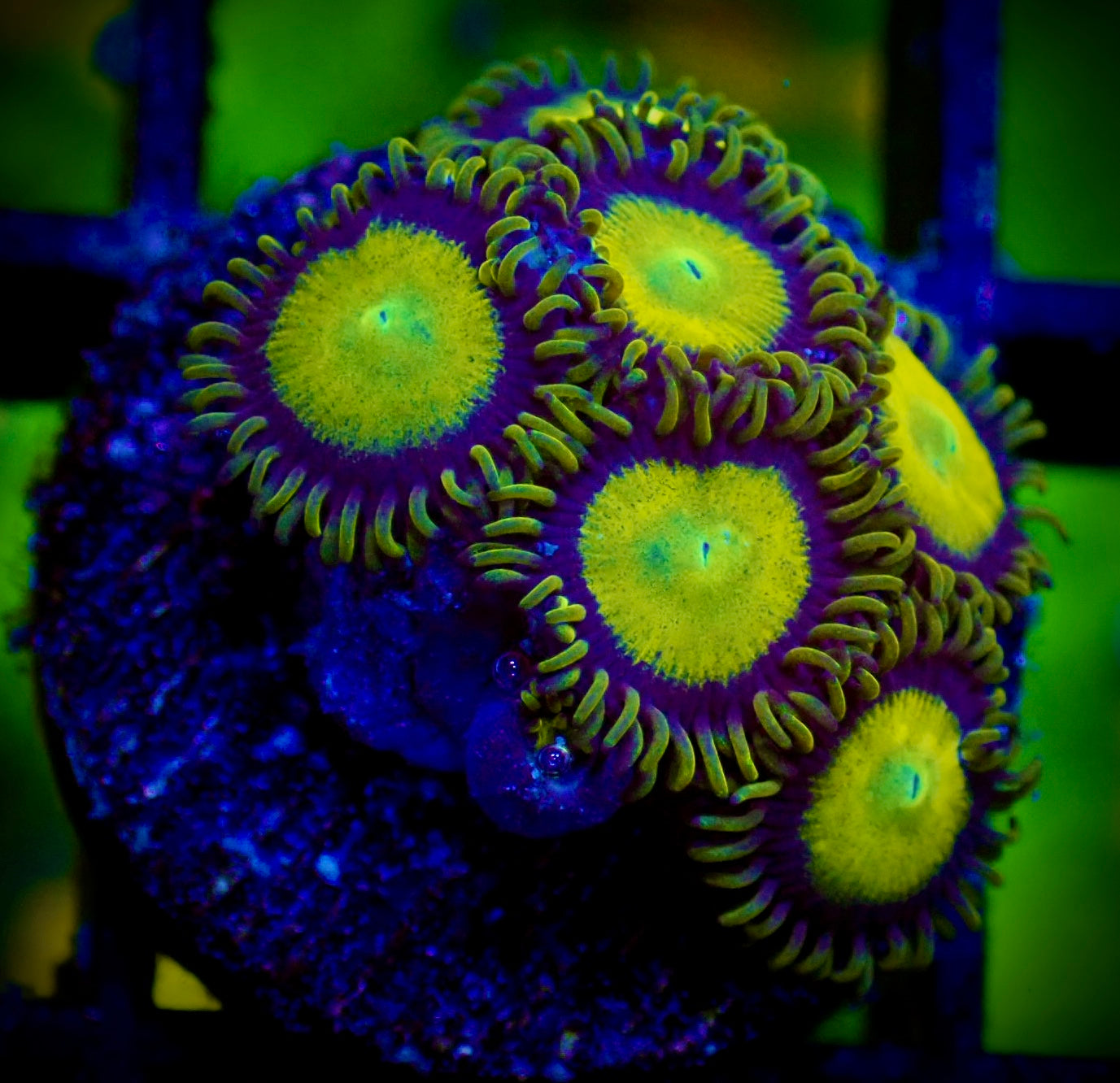 WYSIWYG King Midas Zoanthid