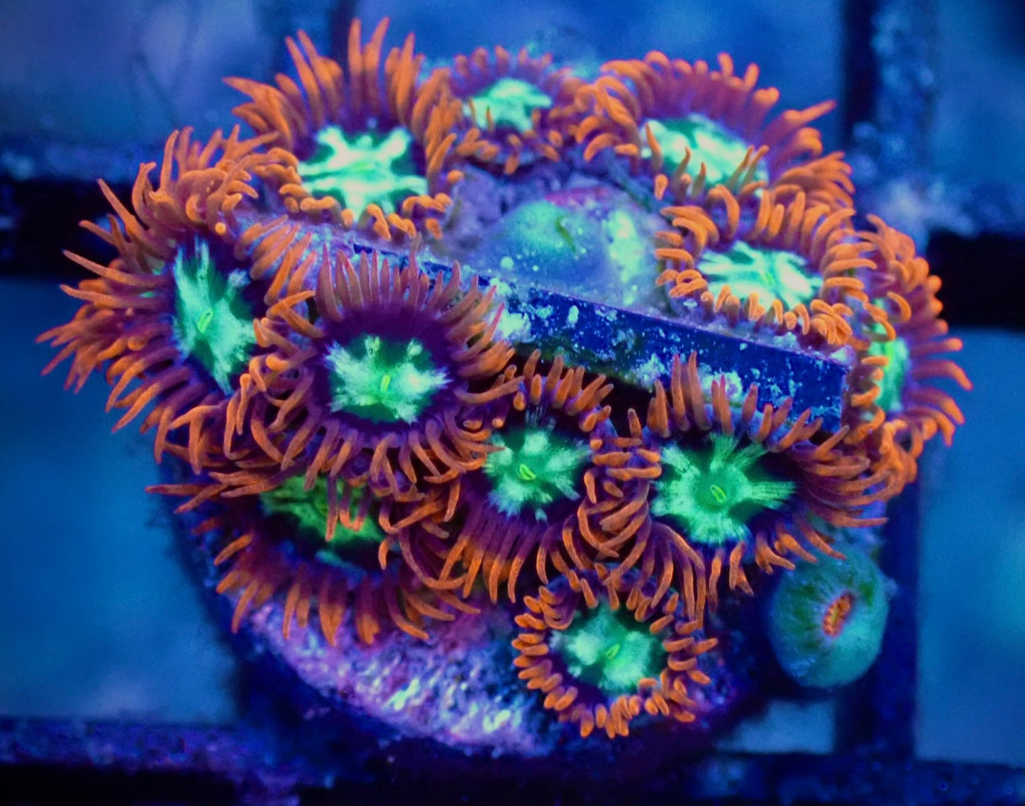 WYSIWYG Alpha and Omega Zoanthid