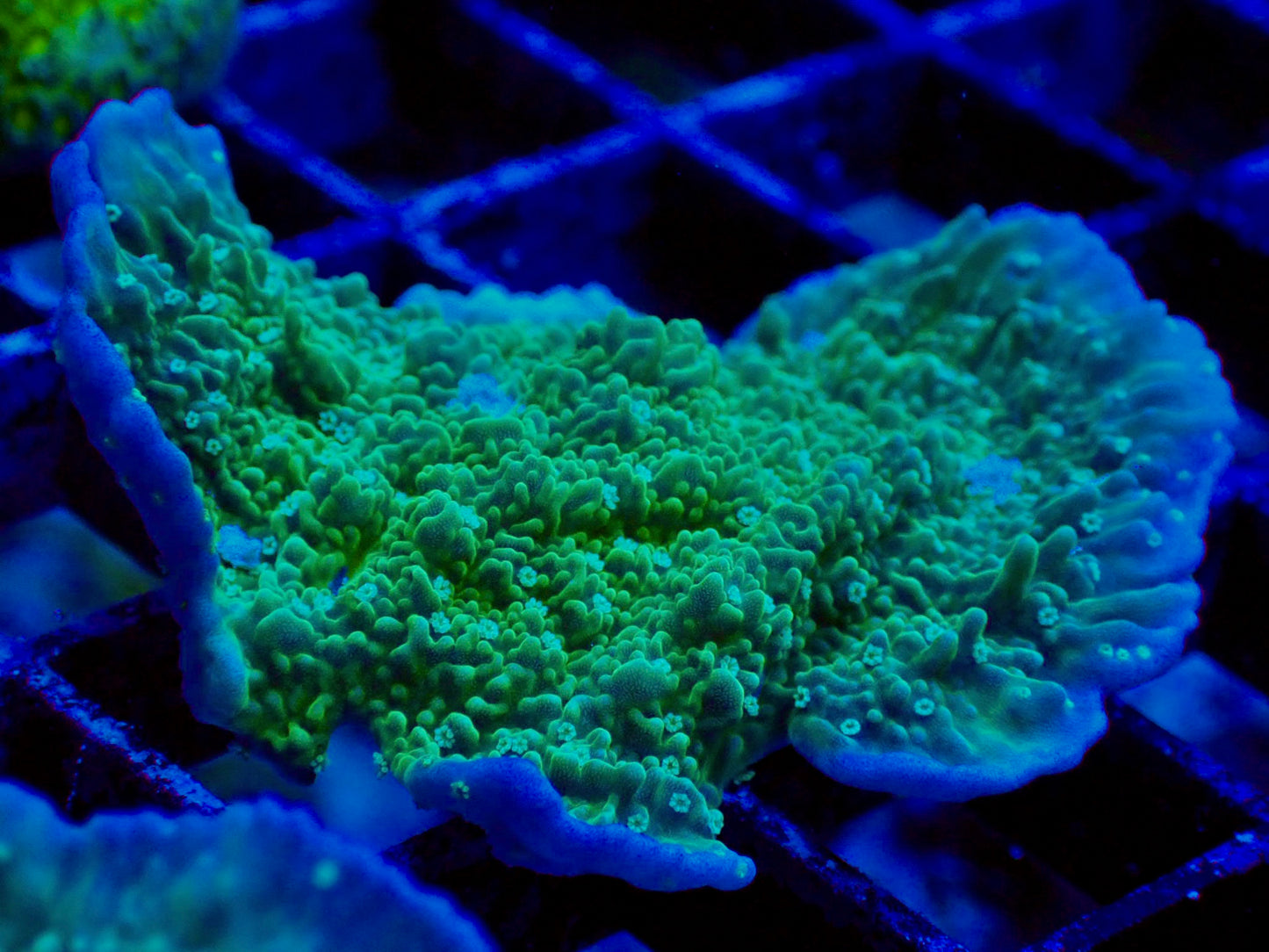 Leng Sy Montipora Cap