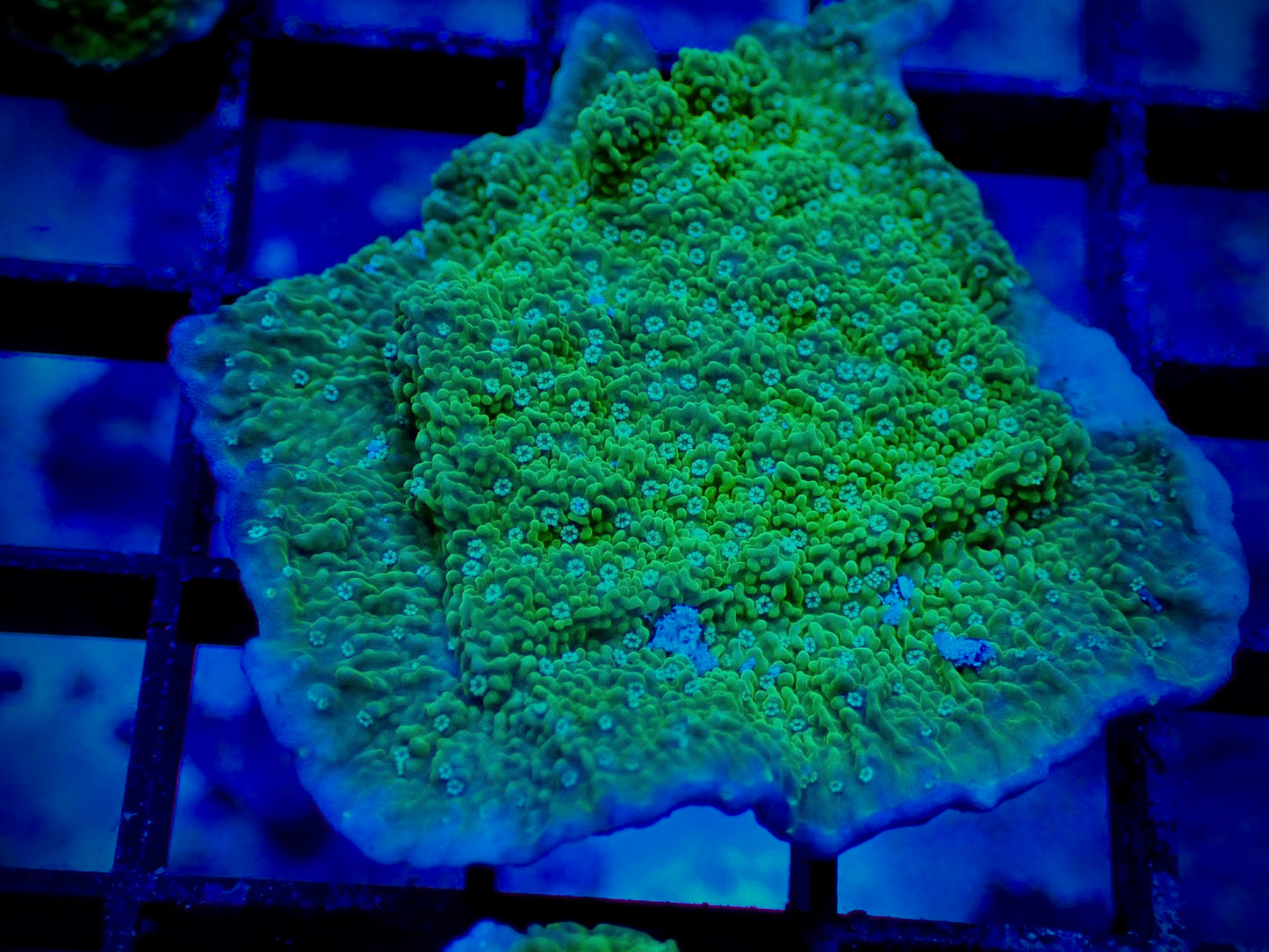 Leng Sy Montipora Cap