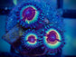 WYSIWYG Vamps and Drag Zoanthid