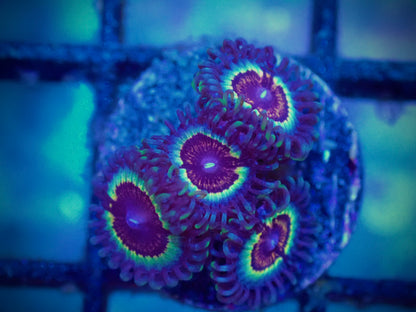 WYSIWYG Vamps and Drag Zoanthid