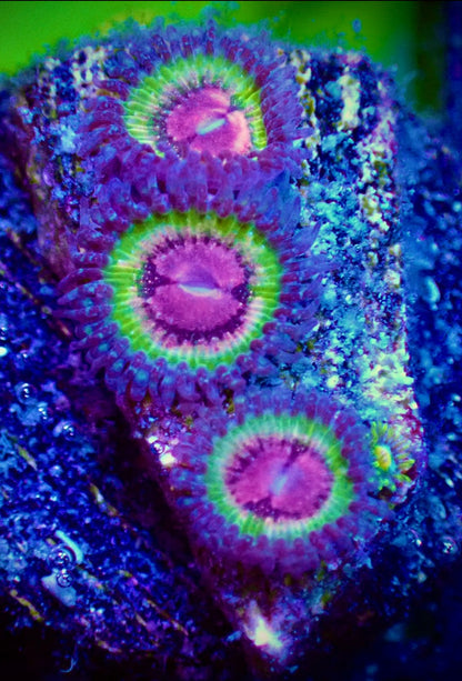 WYSIWYG Pink Krak Zoanthid