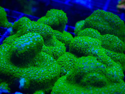 Rainbow Montipora