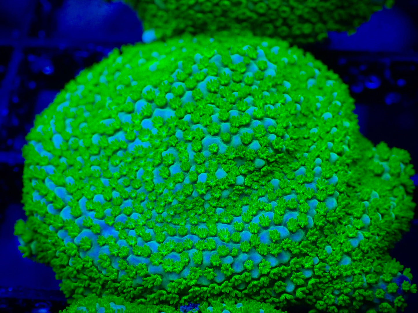 WYSIWYG Rainbow Montipora