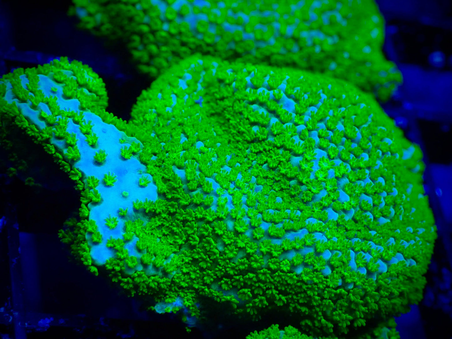 WYSIWYG Rainbow Montipora