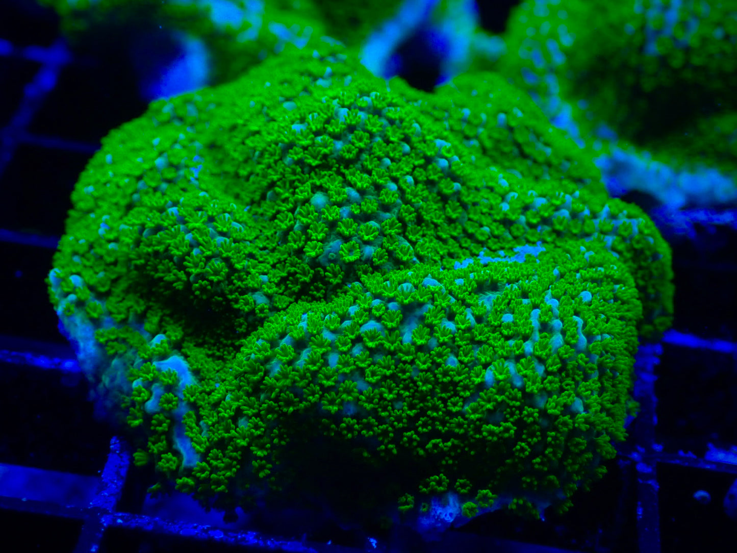 Rainbow Montipora