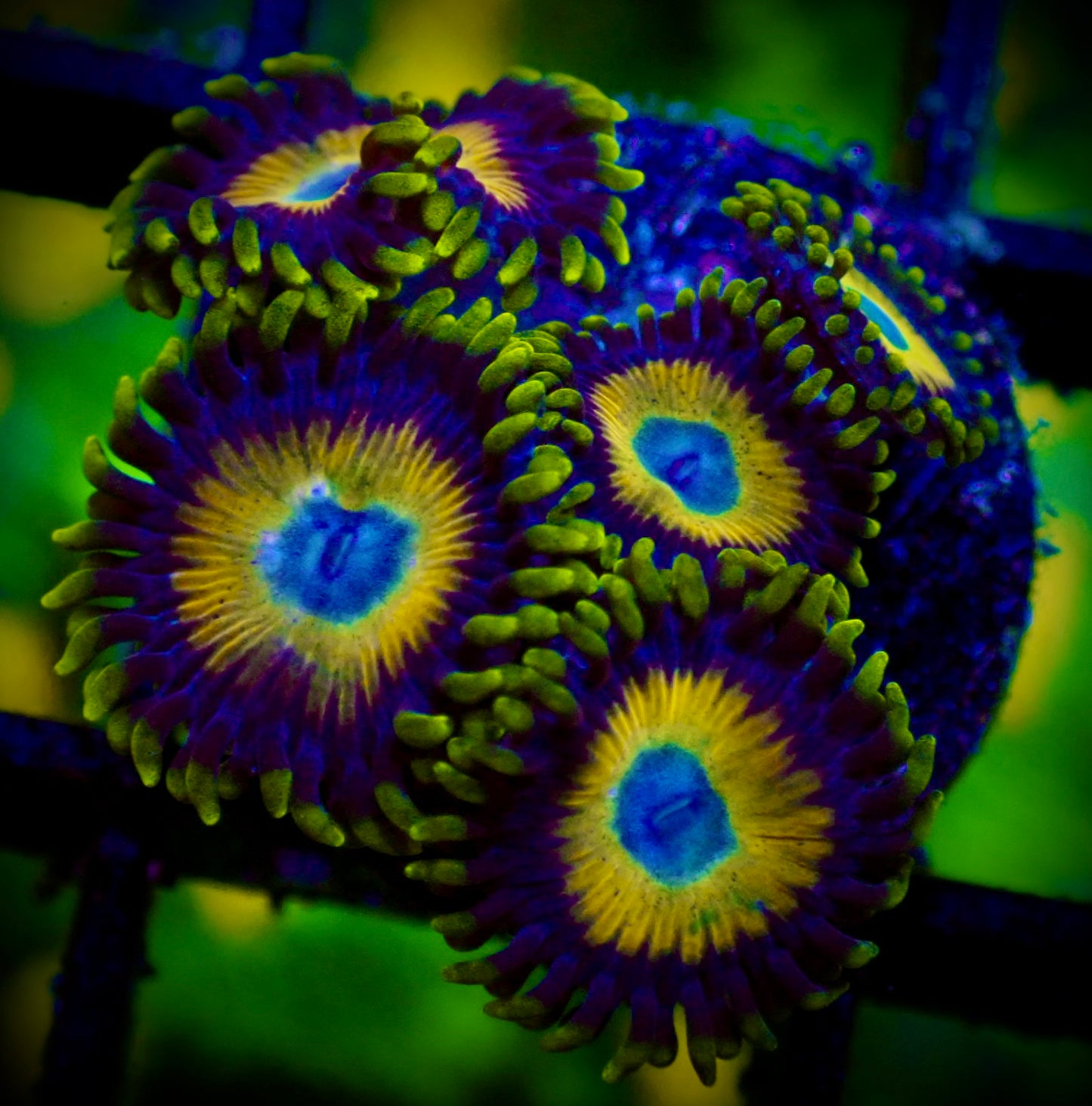 WYSIWYG Scrambled Eggs Zoanthid