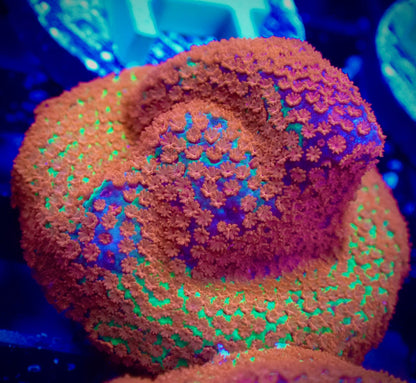 WYSIWYG JF Reverse Sunset Montipora