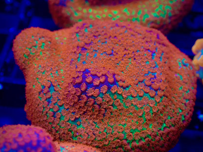 WYSIWYG JF Reverse Sunset Montipora