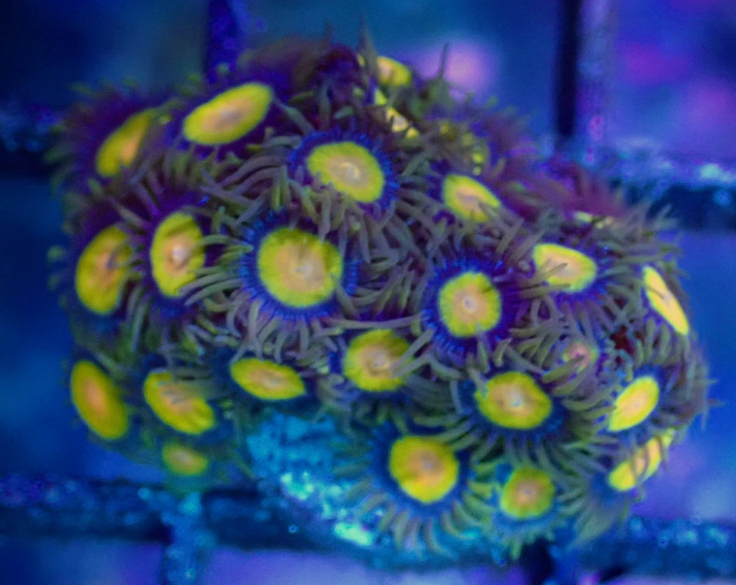 WYSIWYG Tutti Frutti Zoanthid