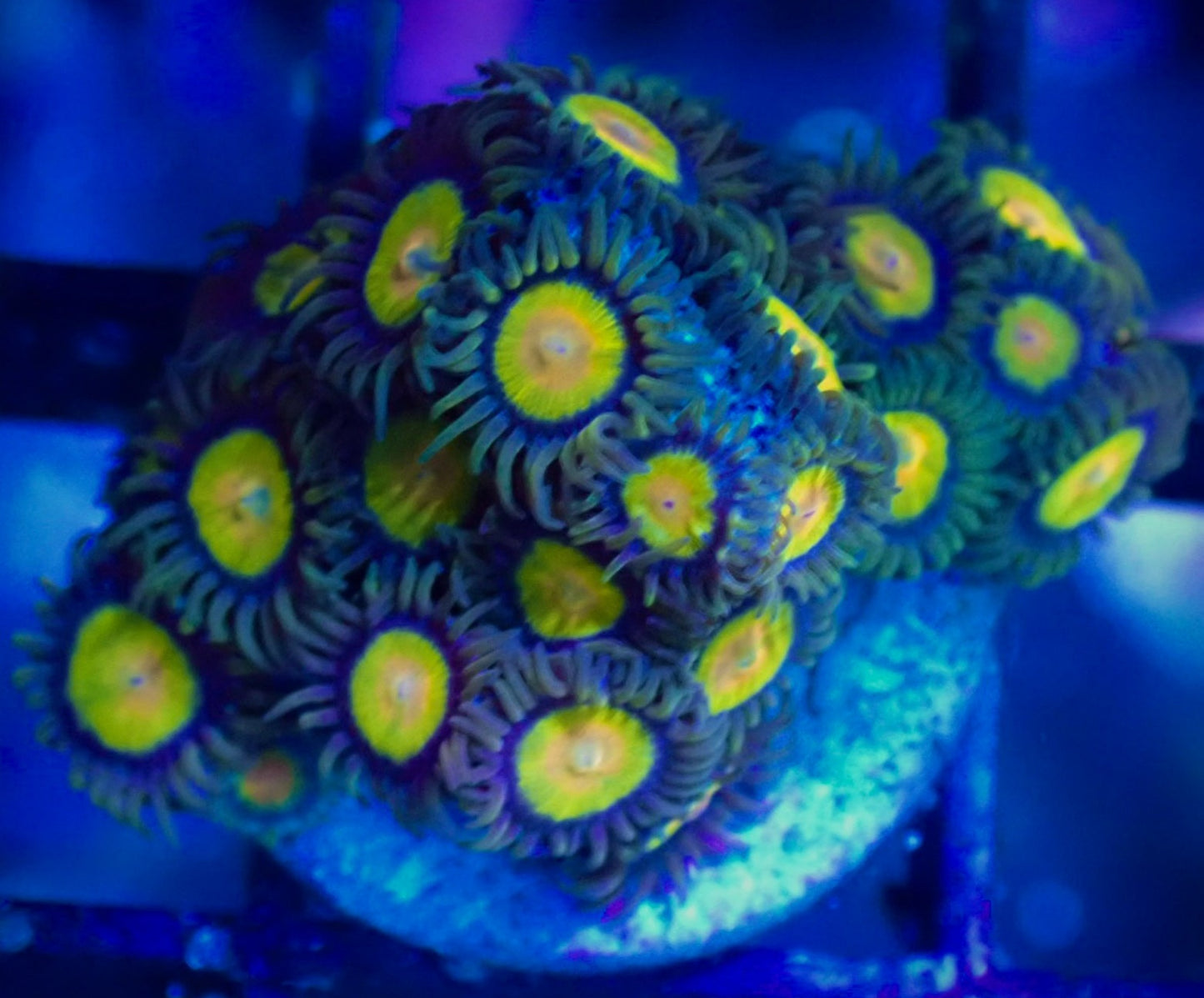 WYSIWYG Tutti Frutti Zoanthid