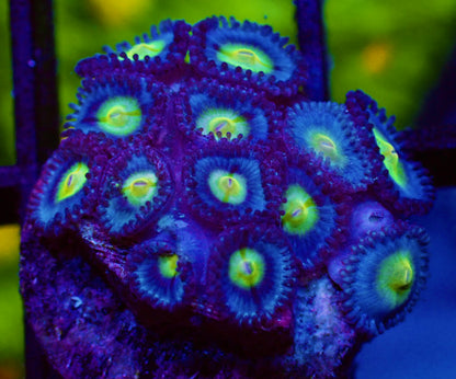 WYSIWYG WWC AOI Zoanthid