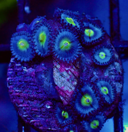 WYSIWYG WWC AOI Zoanthid