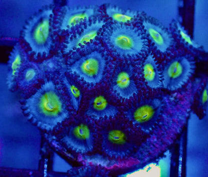 WYSIWYG WWC AOI Zoanthid