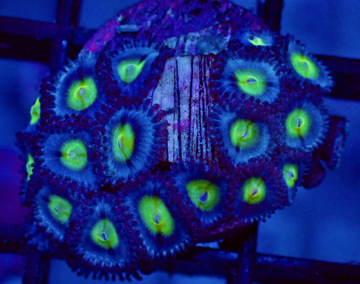 WYSIWYG WWC AOI Zoanthid