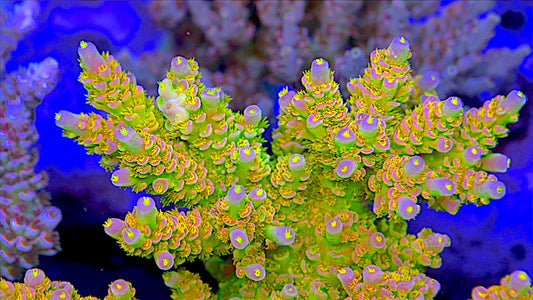 Mystery Acropora Coral Frag Pack