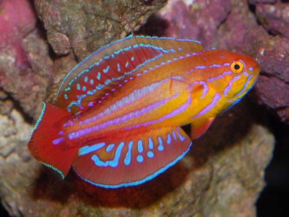 Diamond Tail Flasher Wrasse – The Reef Gallery