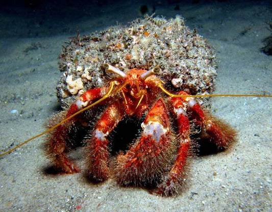 XL Hermit Crab