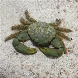 Emerald Crab – The Reef Gallery