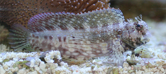 XL Lawnmower Blenny