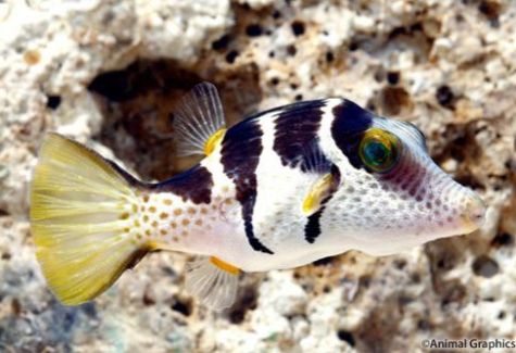 Valentini Puffer – The Reef Gallery