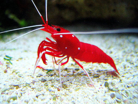 Fire Shrimp