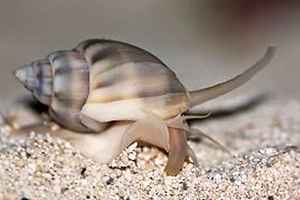 Tonga Nassarius Snail